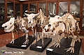 VBS_0961 - Riapre il Museo di Scienze Naturali dopo dieci anni di chiusura